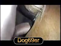 K9 Anal Play Mareanal Petlust Gay Zoo Porn Men And Animal