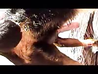 K9 Anal Play Rottieride Petlust Gay Zoo Porn Men And Animal