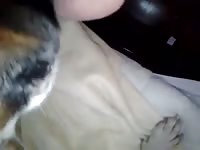 Lick 6 Gaybeast.Com - Beastiality Sex