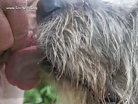 Lick Job Slow Motion Ikanon Lj1