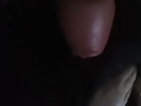Licked 2 Gaybeast Rip - Bestiality Sex