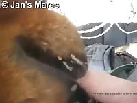 Licker Mare Gaybeast.Com - Bestiality Porn Movie