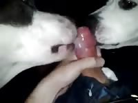 Licking Cum Gaybeast.Com - Beastiality Sex