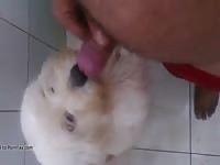 Licking Me 1 Gaybeast - Animal Porn Movie