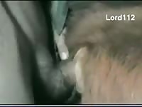 Little Cow Take Big Dick Gaybeast - Bestiality Porn Video