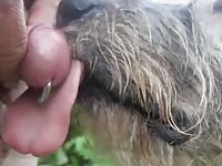 Lj1 Gay Zoo Porn Petlust Bestiality