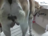 Love Dog Gaybeast.Com - Beastiality Sex Video