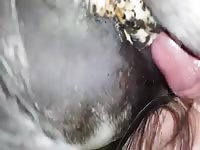 Love My Mare Gay Beast Com - Beastiality XXX Sex Movie