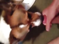 Loves Cum Gaybeast.Com - Beastiality Sex Tube