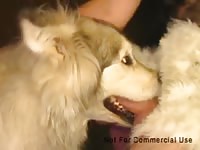 Malamute Muzzlefuck 1 Gaybeast - Bestiality Porn Video