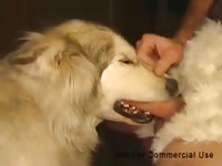 Malamute Muzzlefuck 2 Gaybeast - Bestiality Sex Movie