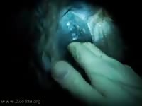 Male Animalsex Eight Minutes In Equine Heaven Zoo Gay Beastiality Sex
