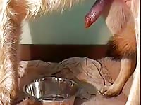 Male Gsd Cums Into Bowl Gay Beast Com - Animal Porn Video