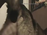 Male Gsd Gets Plugged Gaybeast - Beastiality Porn
