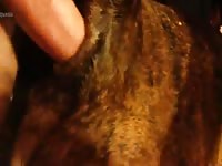 Male Pit Fuck Gaybeast.Com - Beastiality Sex Porn Tube