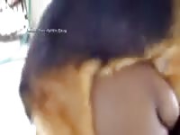 Malemale Gsd Boredvin German Shepherd Mov00001