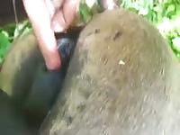 Man And Brazilian Mare 4 Gaybeast Rip - Beastiality Porn