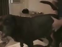 Man And His Female Dog Gaybeast.Com - Zoo Xxx Porn Video