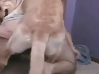 Man And Male Dog 4 Gaybeast Rip - Beastiality Porn Video