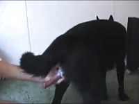 Man And Male Dog Suck Fuck Gaybeast Rip - Bestiality Porn