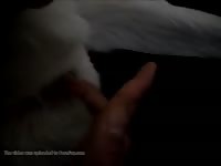 Man Dog Gaybeast - Animal Porn Video