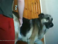 Man Fuck Dog 13 Gaybeast Rip - Beastiality Sex Video