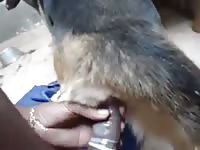Man Fucked Girl With Condom 1 Gaybeast Rip - Beastiality Sex Video