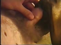 Man Fucks Dane Woman Gaybeast - Beastiality Porn