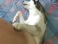 Man Fucks Dog Sheath Gaybeast Rip - Beastiality XXX Porn Video