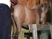 Man Fucks Mare Videos De Zoofilia Gay Beast Com - Beastiality Sex Porn Video