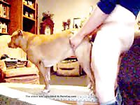 Man Male Pitbull Gay Beast Com - Beastiality Porn