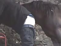 Man Horse Gaybeast.Com - Bestiality Sex Movie