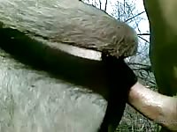 Man With A Male Donkey Gaybeast Rip - Beastiality Porn