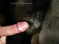 Mare 29 Gaybeast - Animal Sex Movie