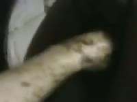 Mare Anal Fisting 1 Gaybeast Rip - Beastiality Sex Video