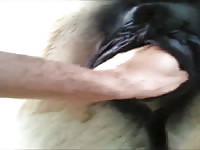 Mare Fisting Part 1 Of 2 Gaybeast Rip - Beastiality Sex Tube
