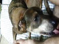Me And Boy Gay Beast Com - Bestiality Sex Tube