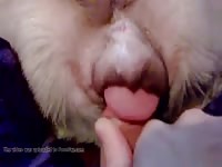 Me And My Lust 4 Gaybeast Rip - Beastiality XXX Sex Tube