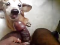 Me And My Boy 1 Gay Beast Com - Animal Porn Tube