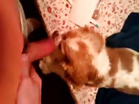 Me And My Boy In First Movie Gaybeast - Bestiality Sex