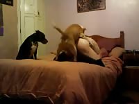 Me And My Dog 2 Gaybeast - Bestiality Porn Tube