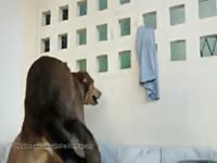 Me And My Dog 8 Gaybeast Rip - Animal Porn
