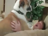 Me And My Dog Kissing Gaybeast - Beastiality Porn Tube