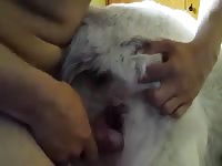 Me And My Honey 4 Gaybeast Rip - Beastiality Porn Tube