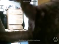 Me Fuckin Friend Dog In The Ass Gaybeast - Beastiality Sex Porn