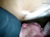 Me Giving A Good Sucking Gaybeast.Com - Bestiality Sex Movie