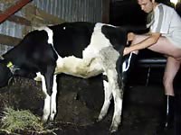 Men Fuck Cow Gaybeast.Com - Beastiality Sex Video