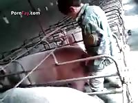 Men Fuck Pig