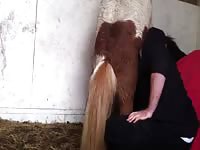 Men Pony Suck Gay Beast Com - Beastiality XXX Sex Tube