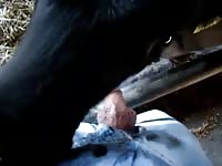 Men With Calf Gaybeast.Com - Animal Porn